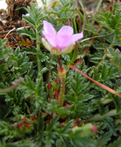 Erodium acaule  / Becco di gr a rosetta